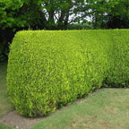 10x LEYLANDII GOLD | EVERGREEN CONIFER HEDGING 30-60cm