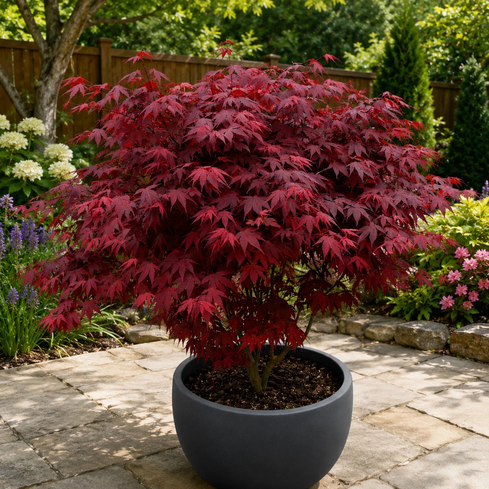 Japanese Purple Maple Tree in 9cm Pot | Acer Palmatum Atropurpureum Plant
