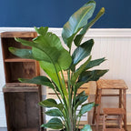 Strelitzia nicolai | 35-45cm Potted White Bird of Paradise | Indoor Plant Gift