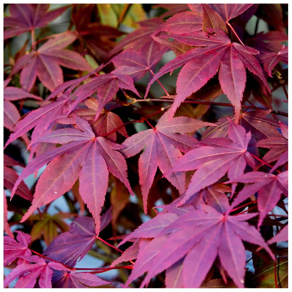 Japanese Purple Maple Tree in 9cm Pot | Acer Palmatum Atropurpureum Plant