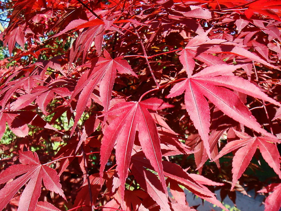 Japanese Purple Maple Tree in 9cm Pot | Acer Palmatum Atropurpureum Plant